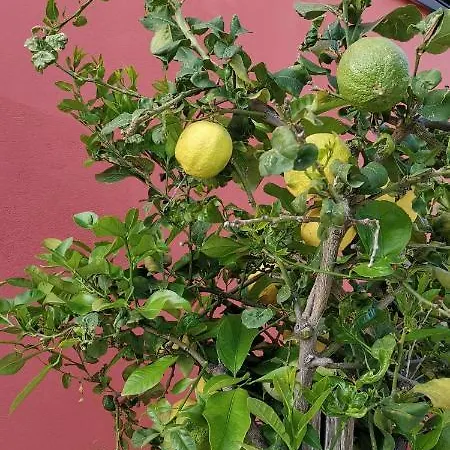 Bauernhof Casa Barone *